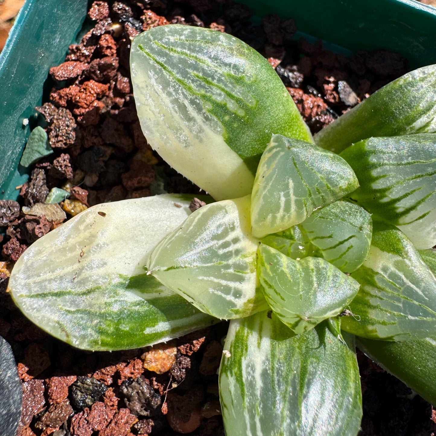 Rare succulents, Haworthia' Cooperi  Variegated', 2.2inches