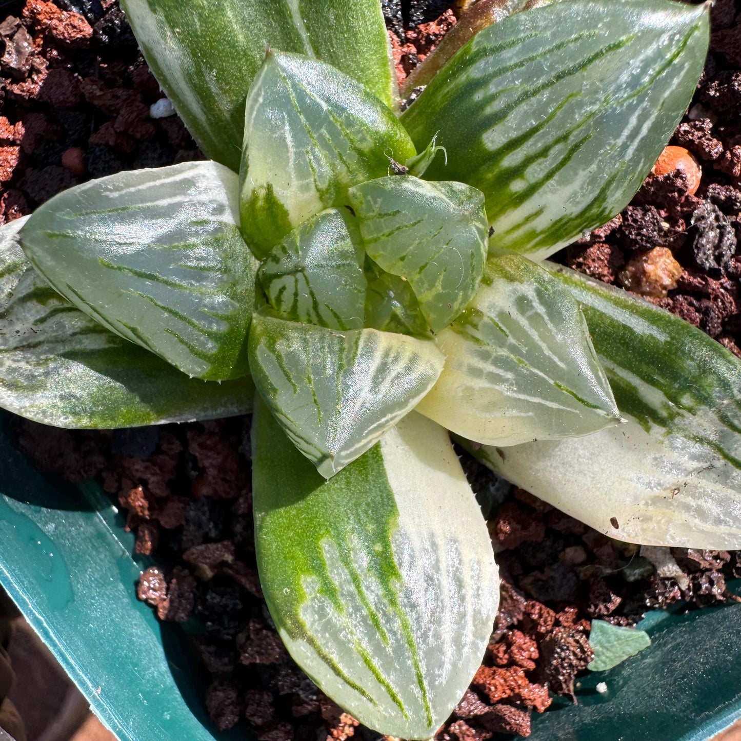 Rare succulents, Haworthia' Cooperi  Variegated', 2.2inches