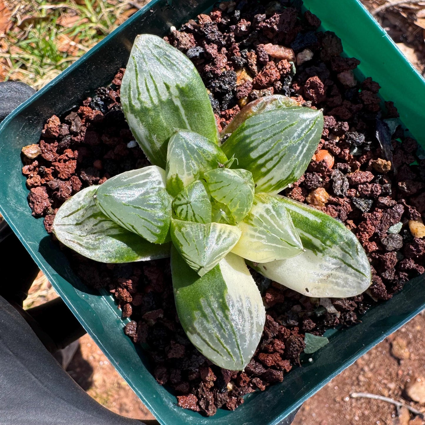 Rare succulents, Haworthia' Cooperi  Variegated', 2.2inches