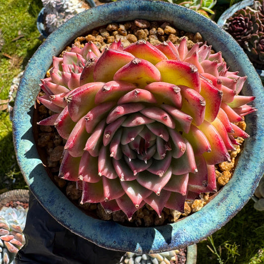 Rare scculents , Echeveria  'Toscanelli hybrid', 3 heads, 4.5inches,