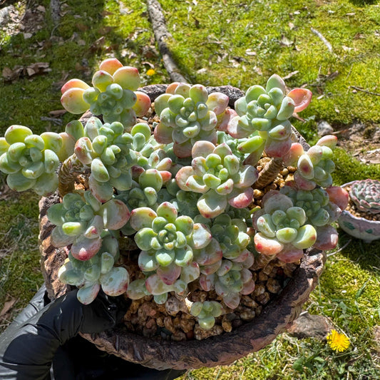 Rare succulents plants, Sedum 'clavatum' cluster, 4.8inches,
