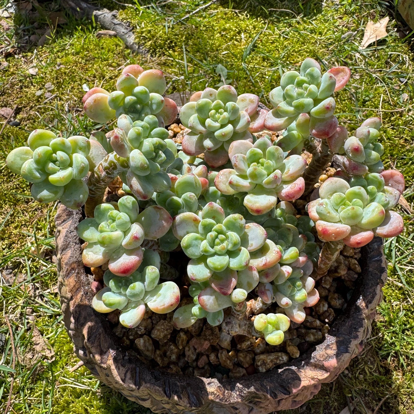 Rare succulents plants, Sedum 'clavatum' cluster, 4.8inches,