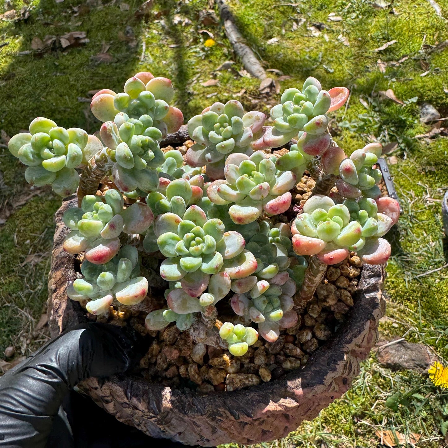 Rare succulents plants, Sedum 'clavatum' cluster, 4.8inches,
