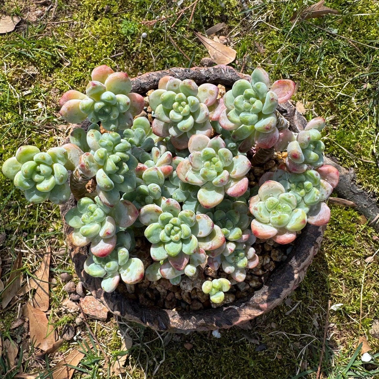 Rare succulents plants, Sedum 'clavatum' cluster, 4.8inches,