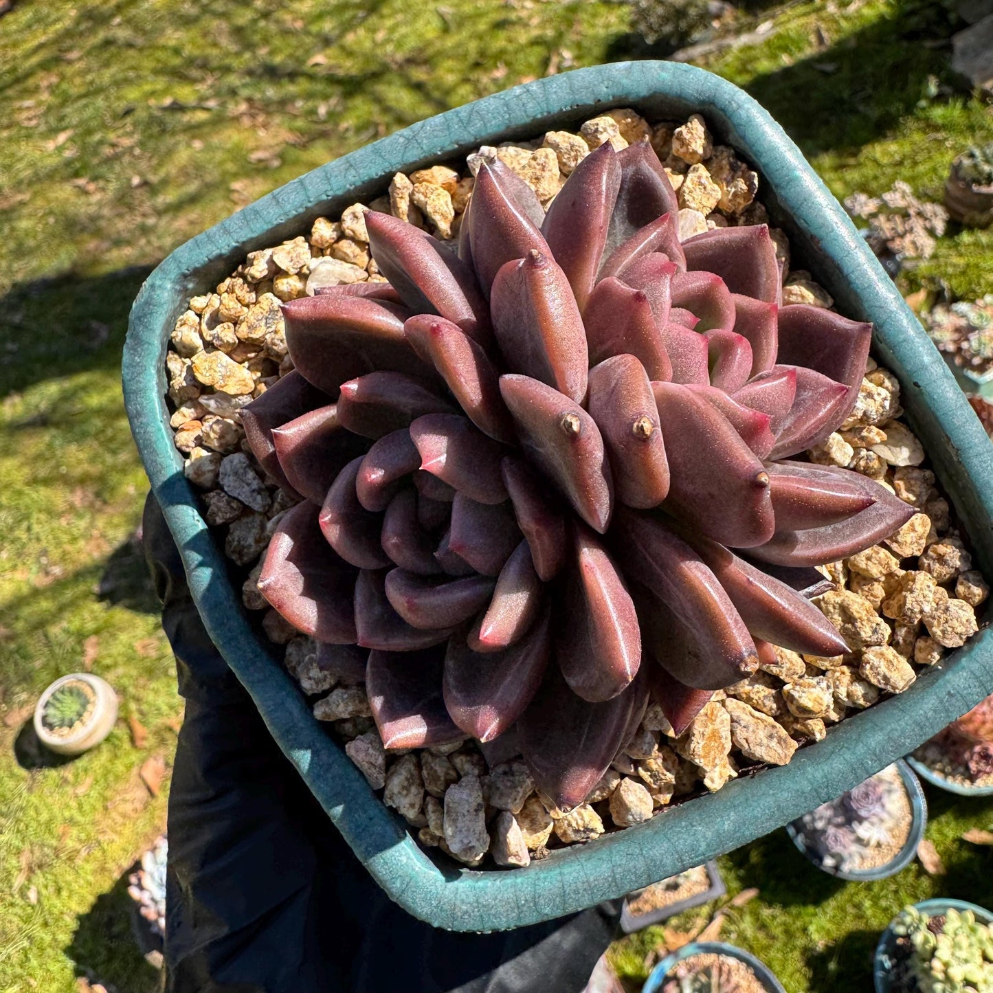 Rare succulents plants, Echeveria 'Daredevil with dark line', 3.2in