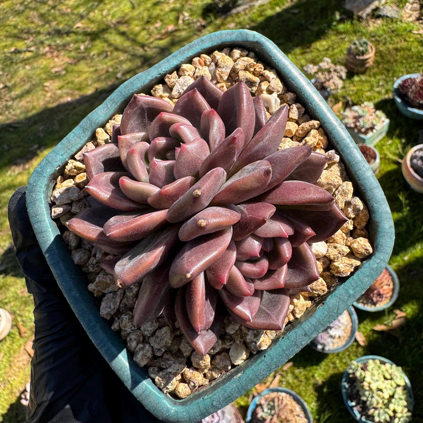 Rare succulents plants, Echeveria 'Daredevil with dark line', 3.2in