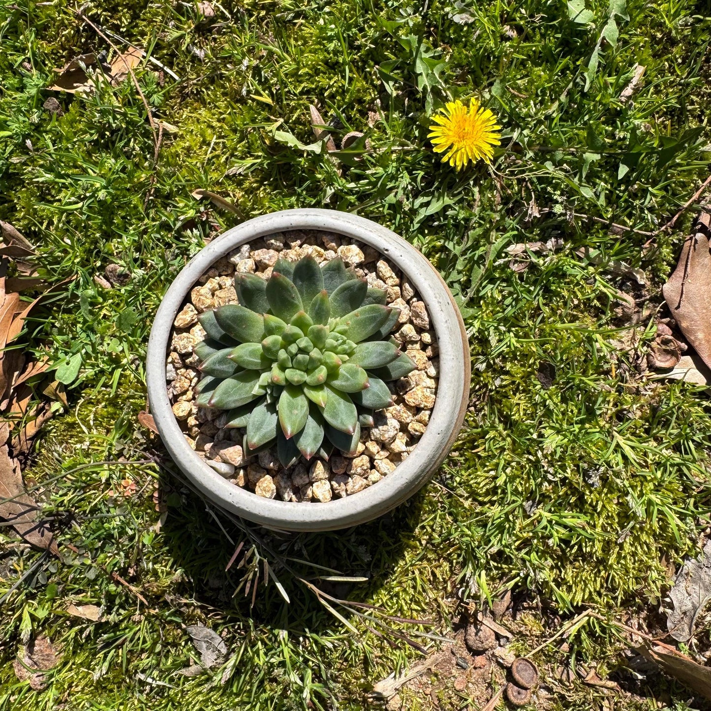 Rare succulents plants, Echeveri' oracle bone inscriptions ' , 2.4in