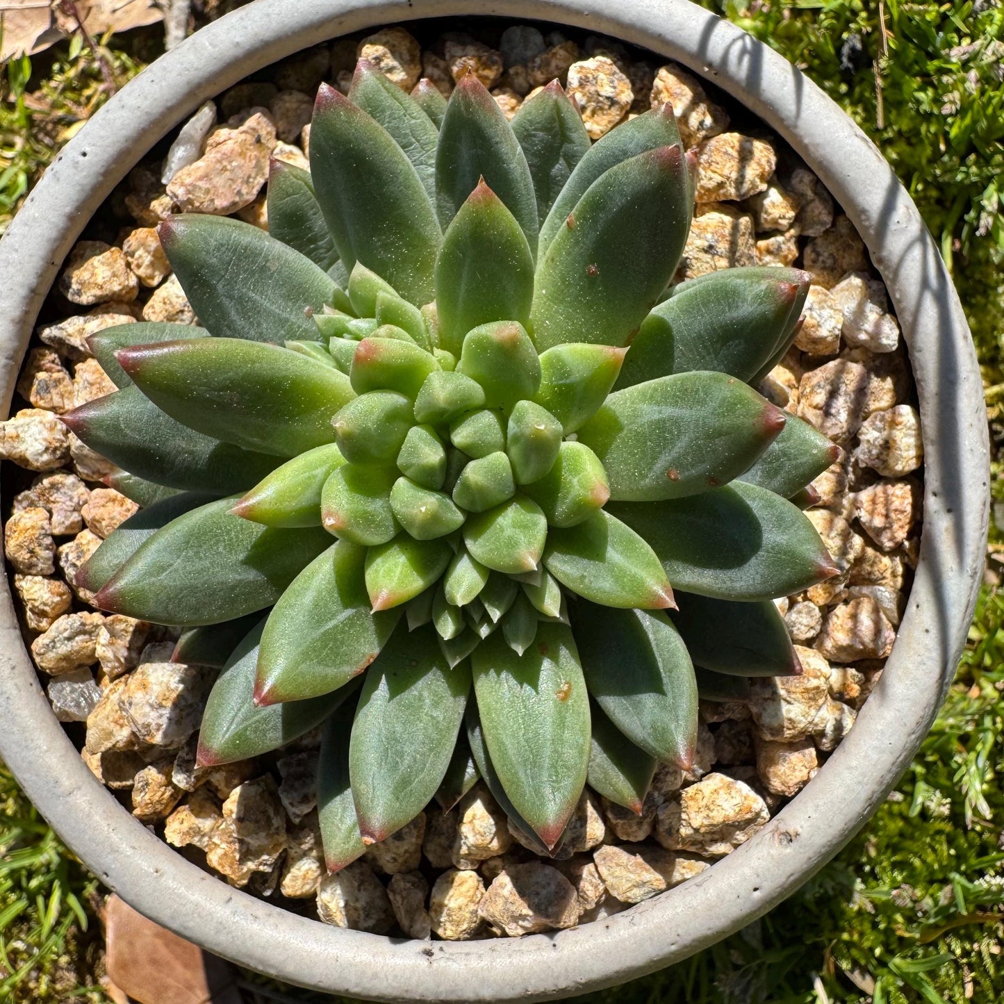 Rare succulents plants, Echeveri' oracle bone inscriptions ' , 2.4in