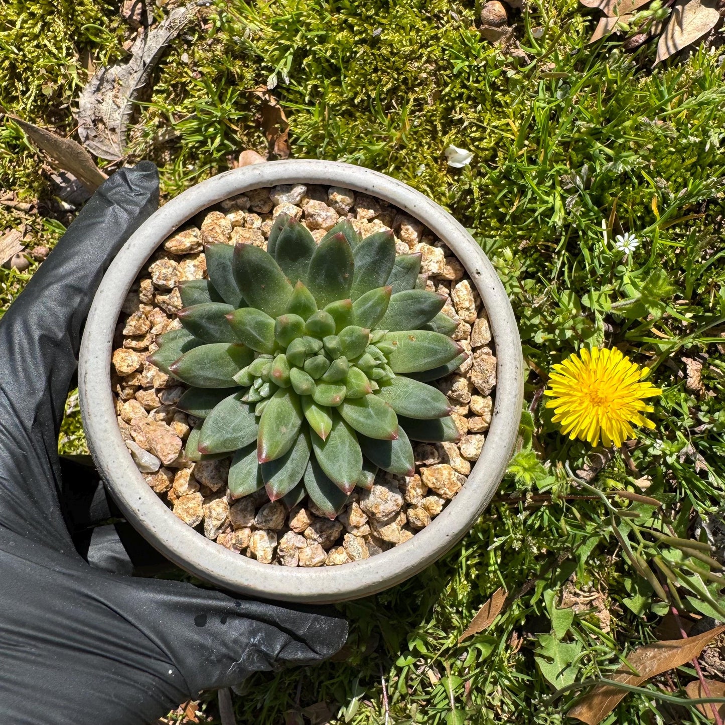 Rare succulents plants, Echeveri' oracle bone inscriptions ' , 2.4in
