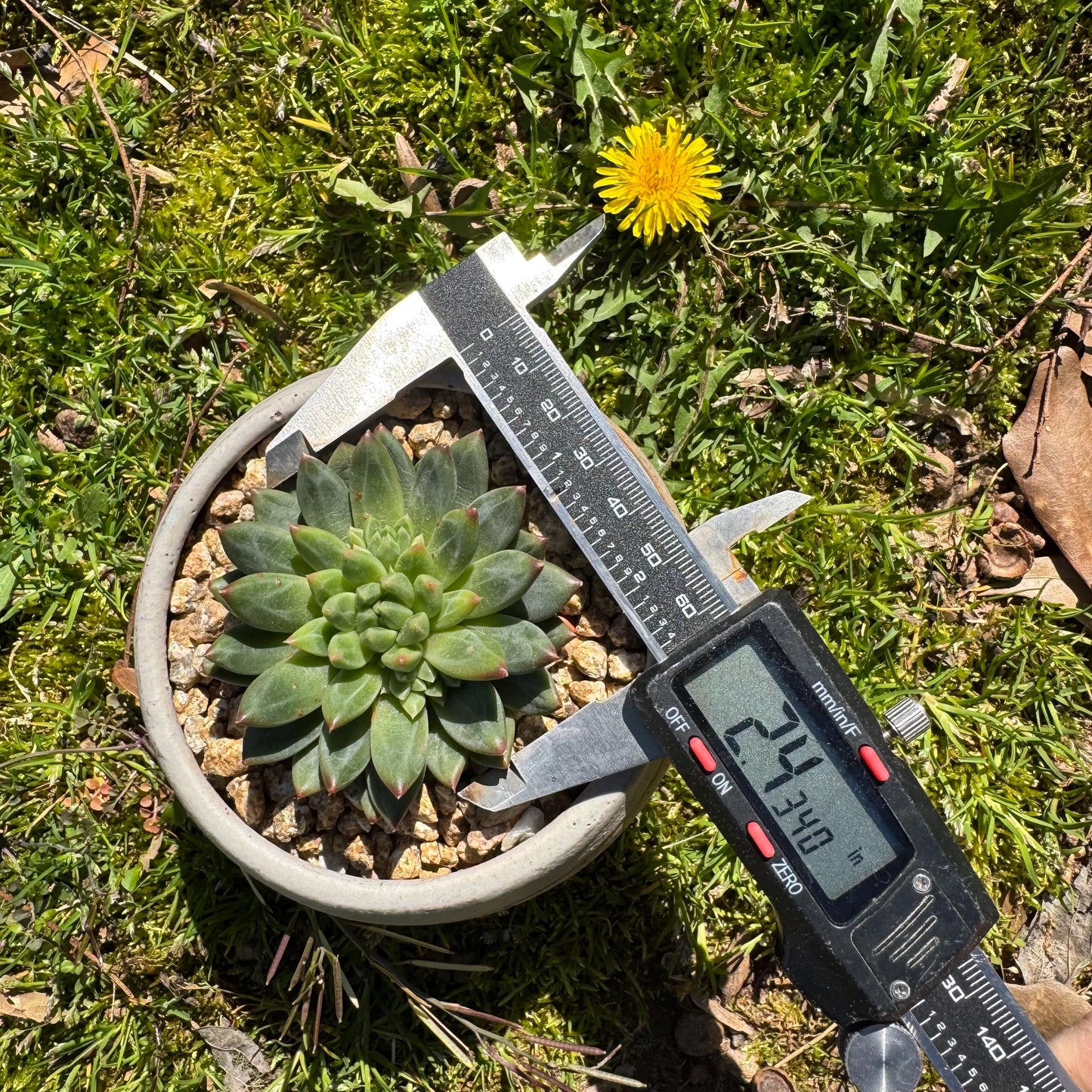 Rare succulents plants, Echeveri' oracle bone inscriptions ' , 2.4in