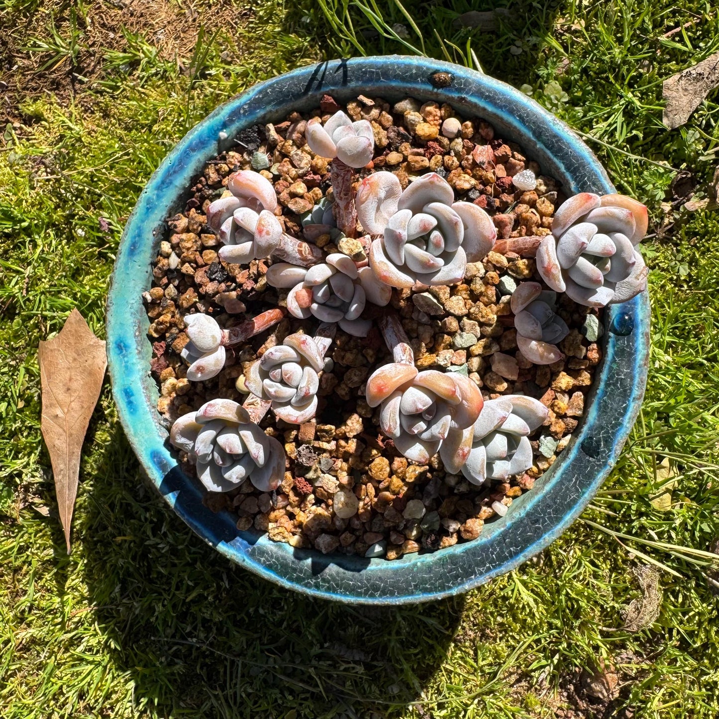 Rare succulents, Echeveria Korean  'Laui X Clacatum' cluster, 3.3 inches