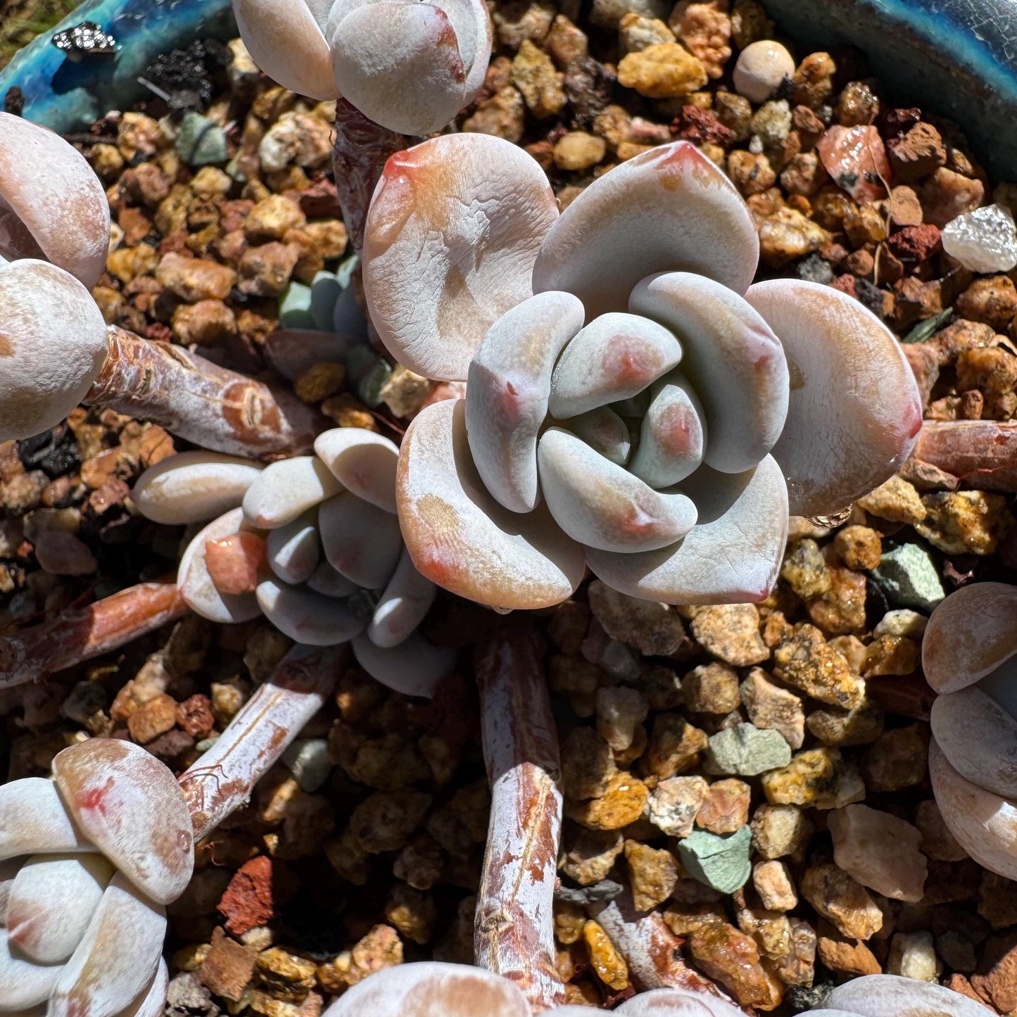 Rare succulents, Echeveria Korean  'Laui X Clacatum' cluster, 3.3 inches