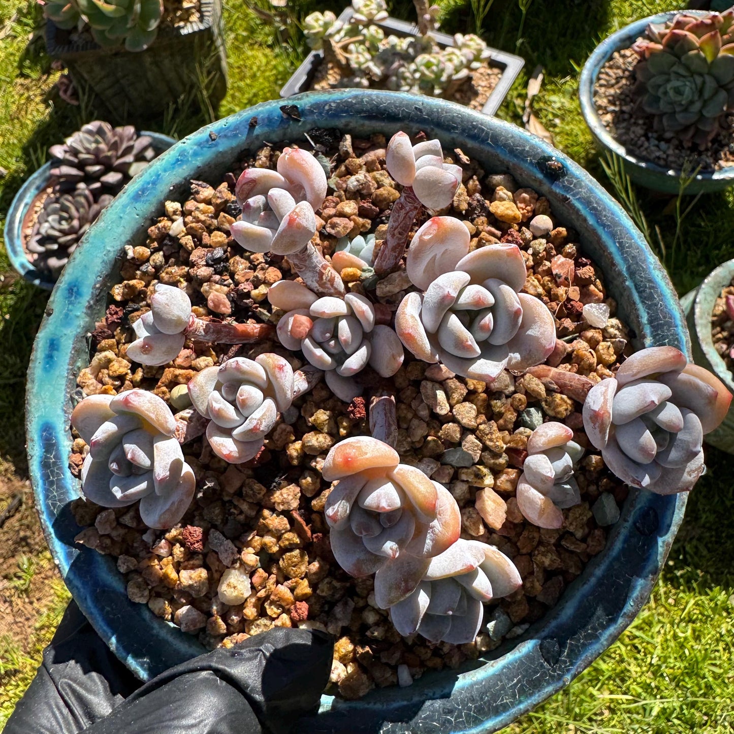 Rare succulents, Echeveria Korean  'Laui X Clacatum' cluster, 3.3 inches