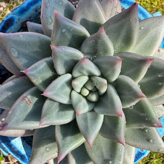 Rare succulents plants, Echeveria' agavoides hybrid variegated', 4.1inches