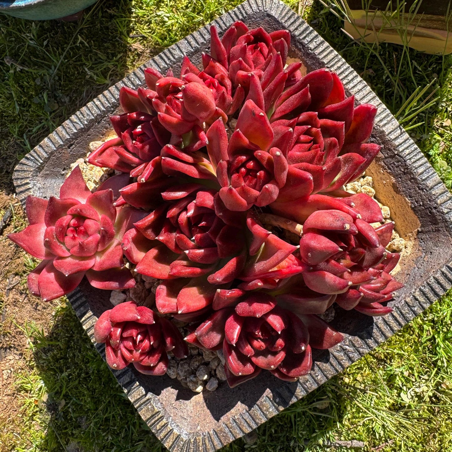 Rare succulents, Echeveria Agavoides 'Floriana'  5.7inches