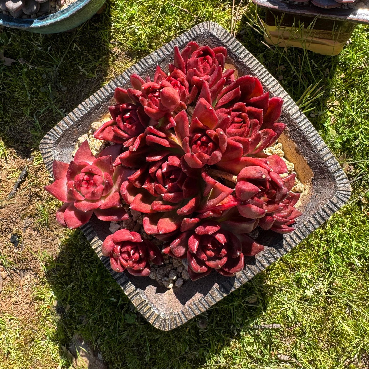 Rare succulents, Echeveria Agavoides 'Floriana'  5.7inches
