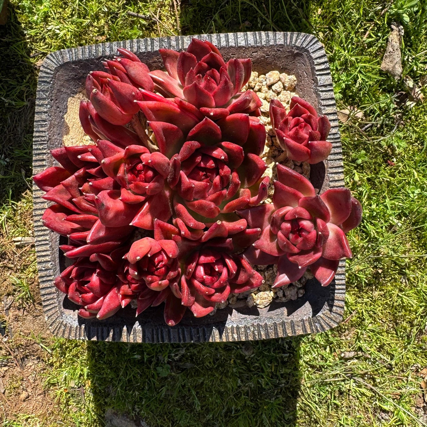 Rare succulents, Echeveria Agavoides 'Floriana'  5.7inches