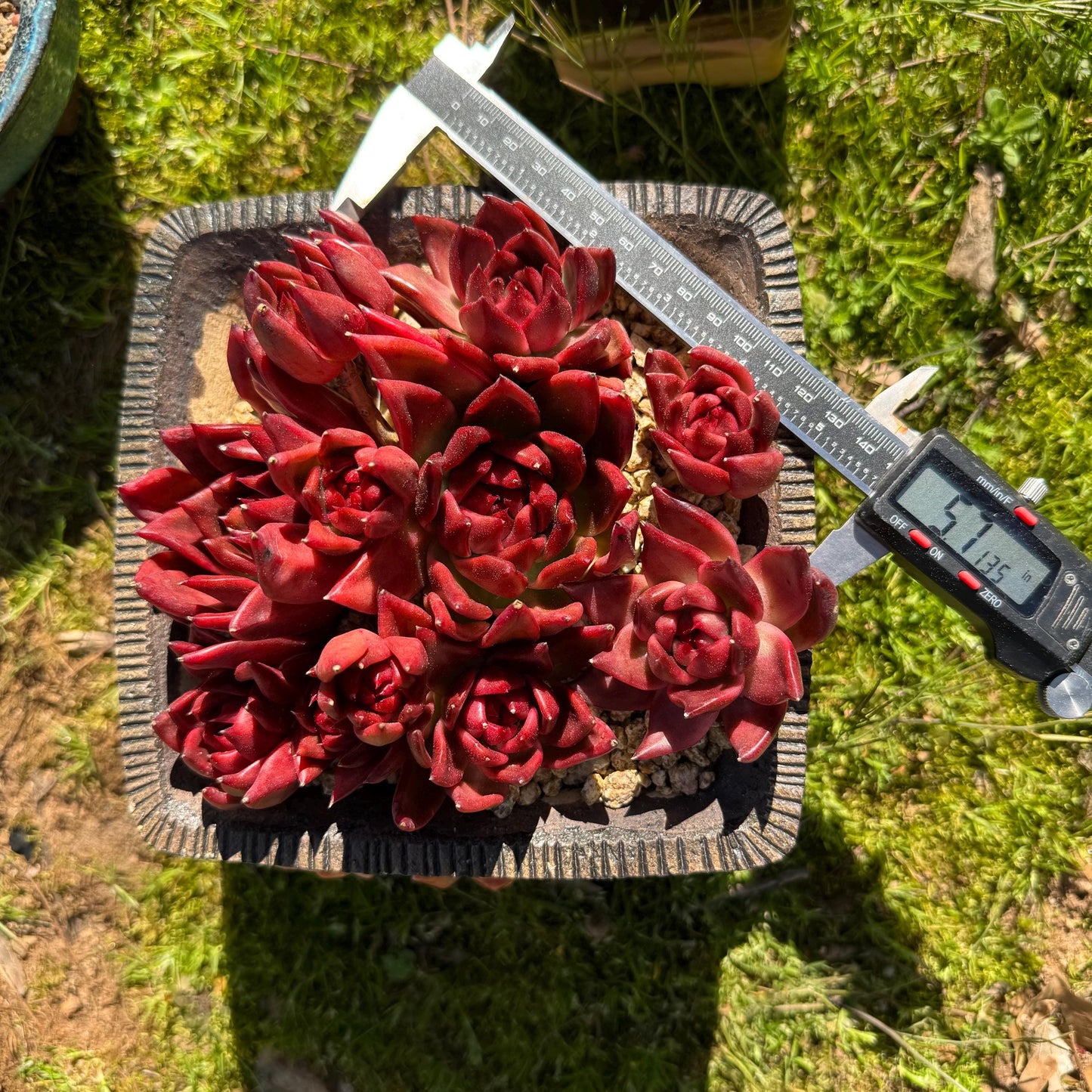 Rare succulents, Echeveria Agavoides 'Floriana'  5.7inches