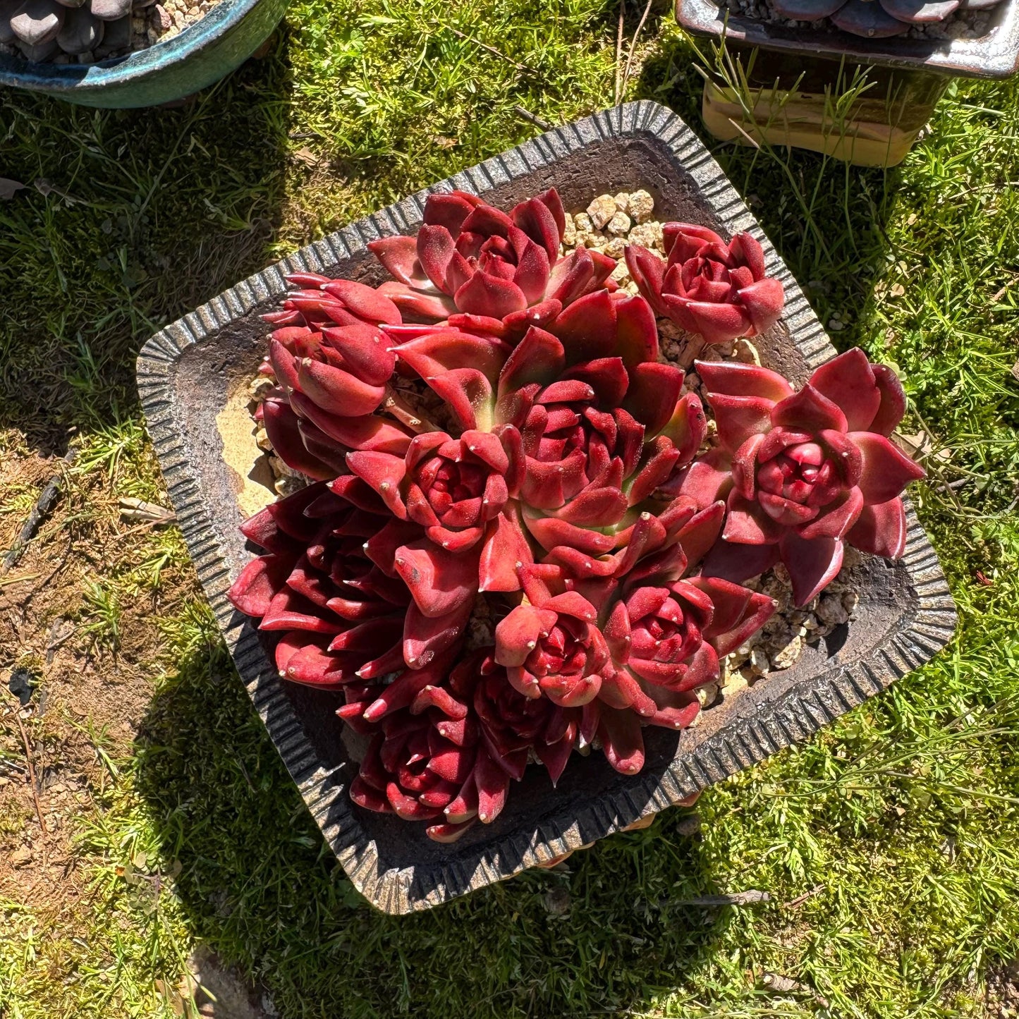 Rare succulents, Echeveria Agavoides 'Floriana'  5.7inches