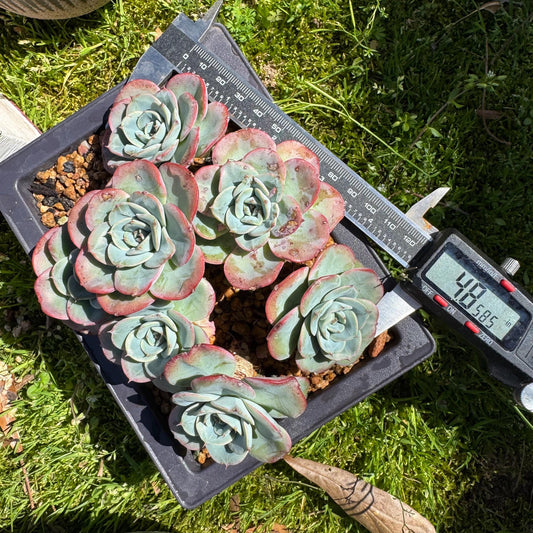 Rare succulents, Echeveria 'Atlantis' 'cluster, 4.8inches