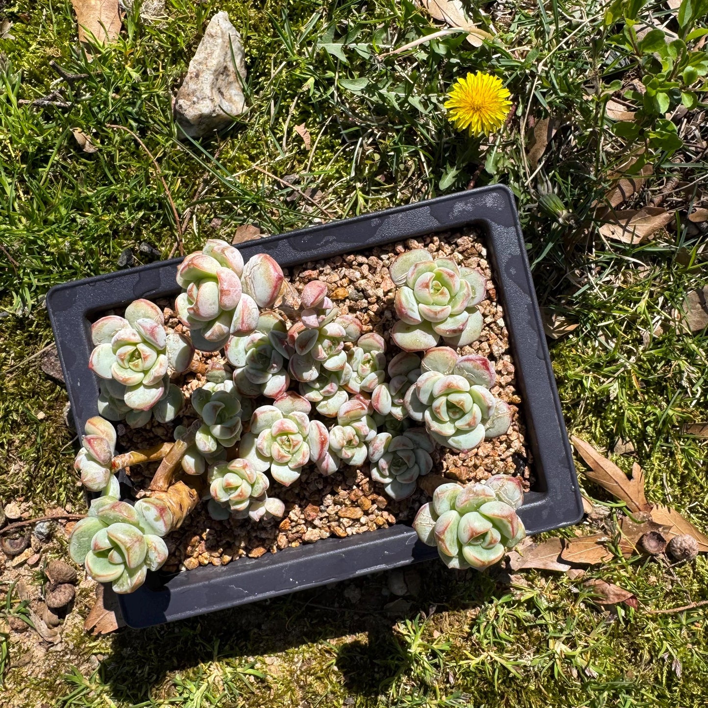 Rare succulents, Sedeveria 'Pudgye' cluster, 4.8inches
