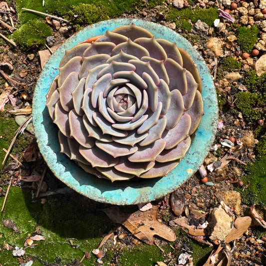 Echeveria 'Pink butterfly ', 1head,  3.1inches, ( mixed Onslow X Laura,) Bare Root, Imported Rare Succulent, live plant, gift