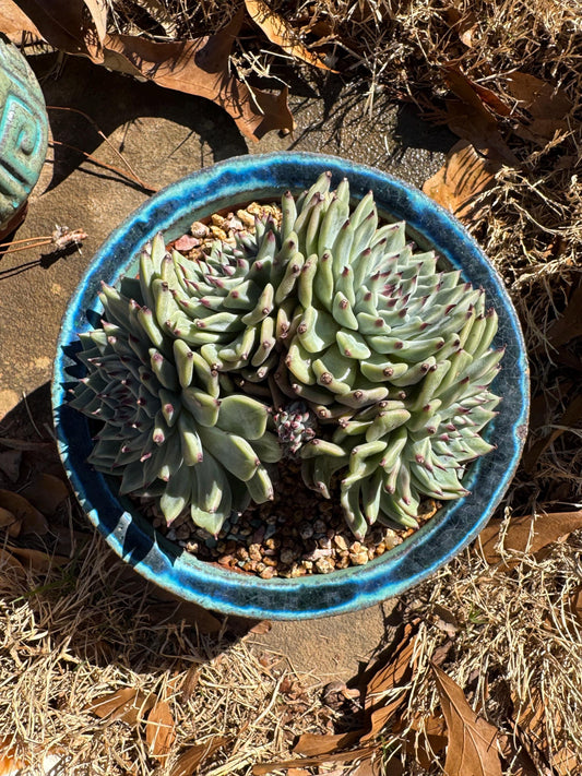 Echeveria ' cuspidata var zaragozae' cluster,, High quality, 4.8inches ,  nice color ,Bare Root, Imported Rare ,gift