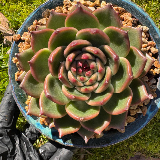 Echeveria 'Blue Dragon hybrid ' , big single head, 4.1inches