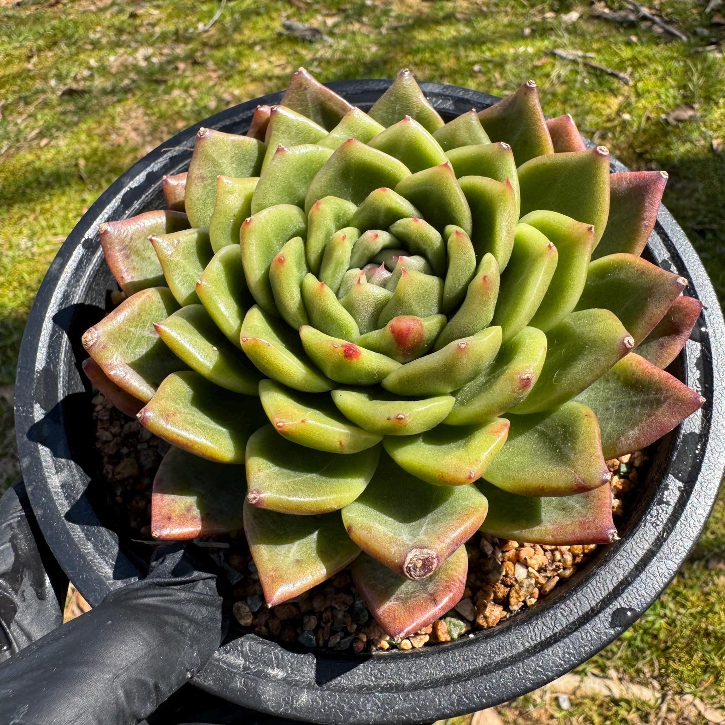 Rare succulents plants, Echeveria' agavoides hybrid',  4.1inches