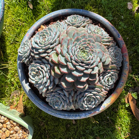 Echeveria 'Blue Minima' cluster, 5inches
