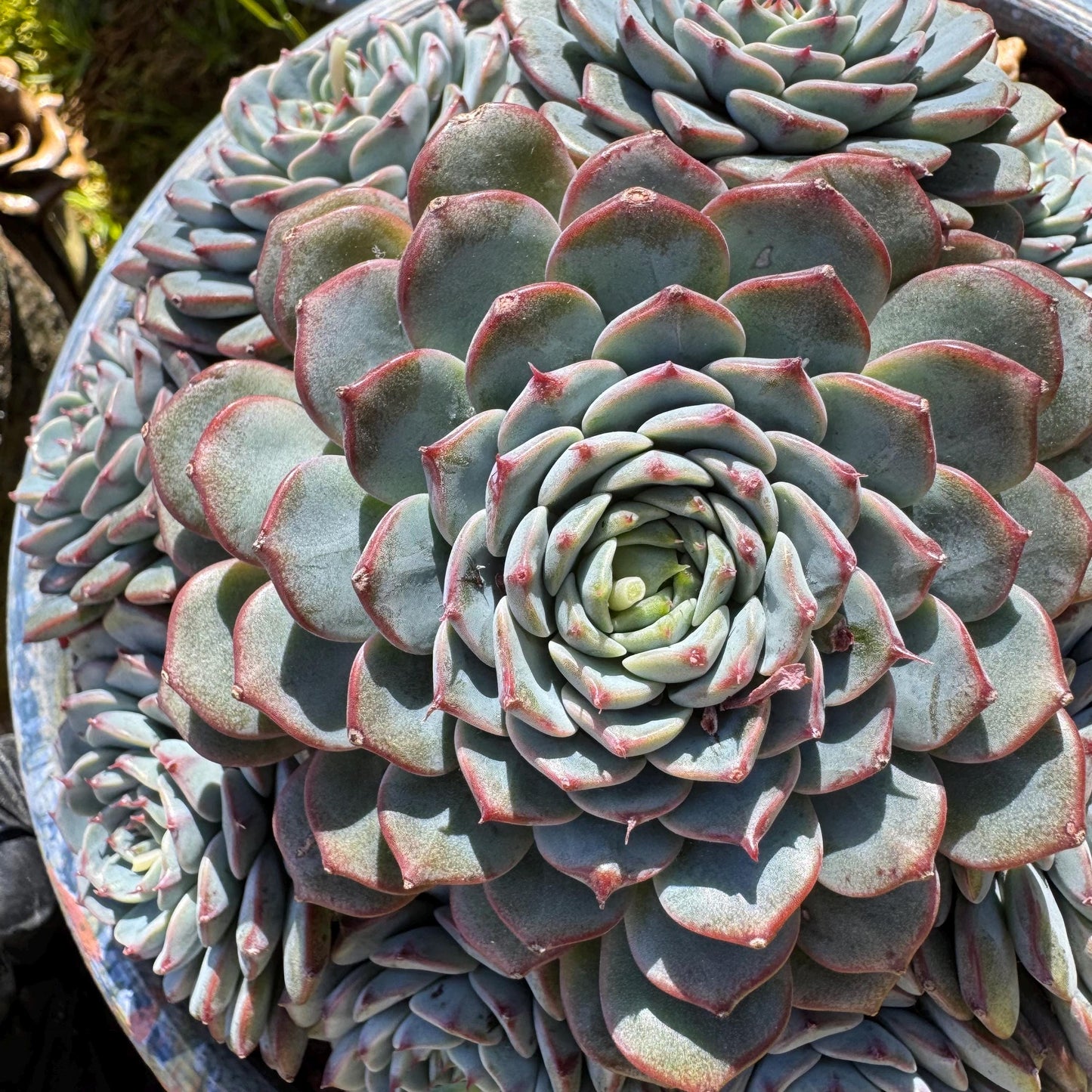 Echeveria 'Blue Minima' cluster, 5inches