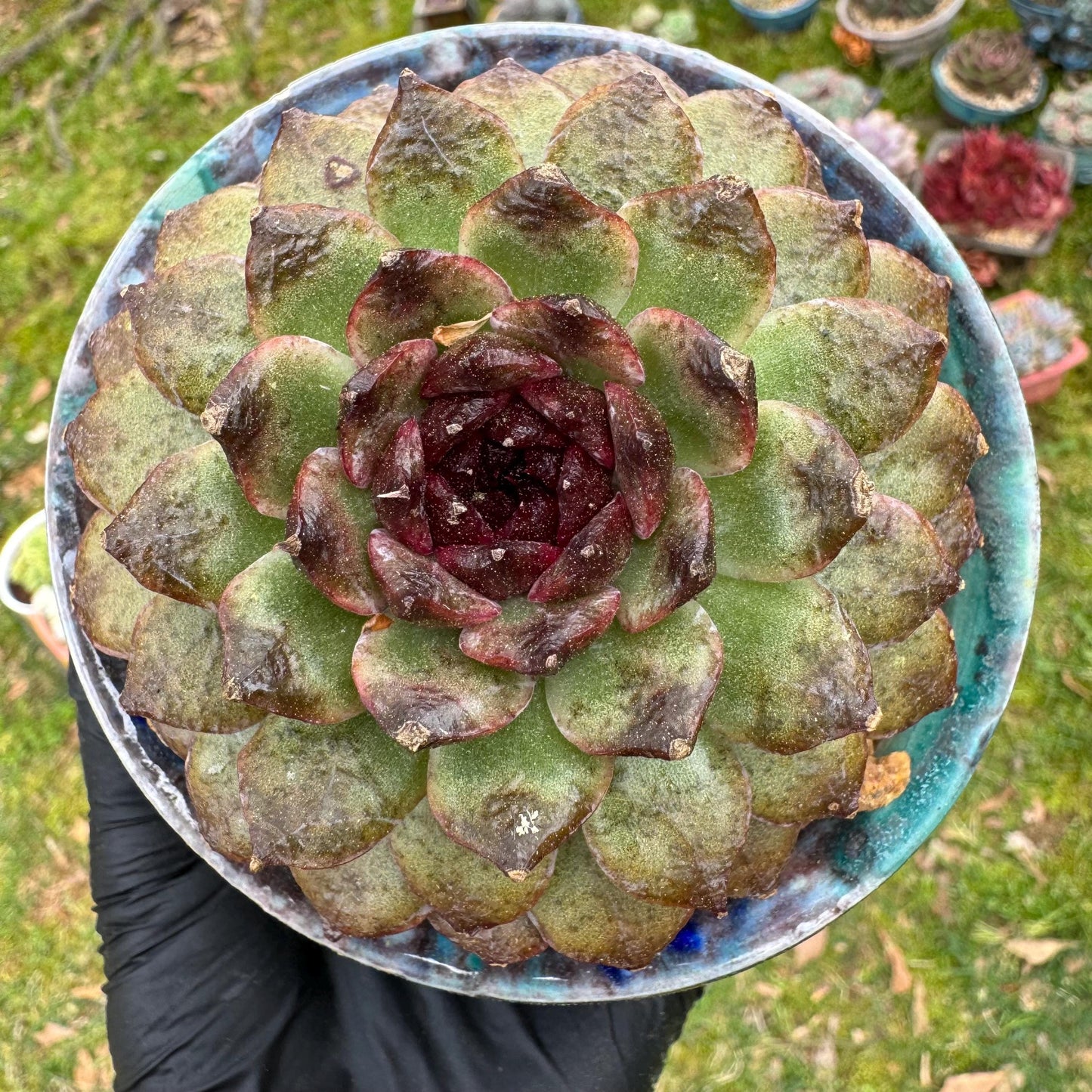 Rare succulents plants, Echeveria  'black crystal rose ', 2.9inches