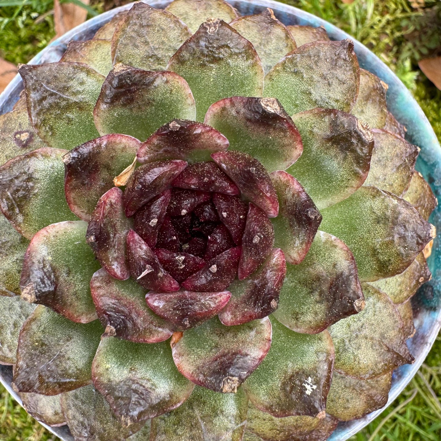Rare succulents plants, Echeveria  'black crystal rose ', 2.9inches