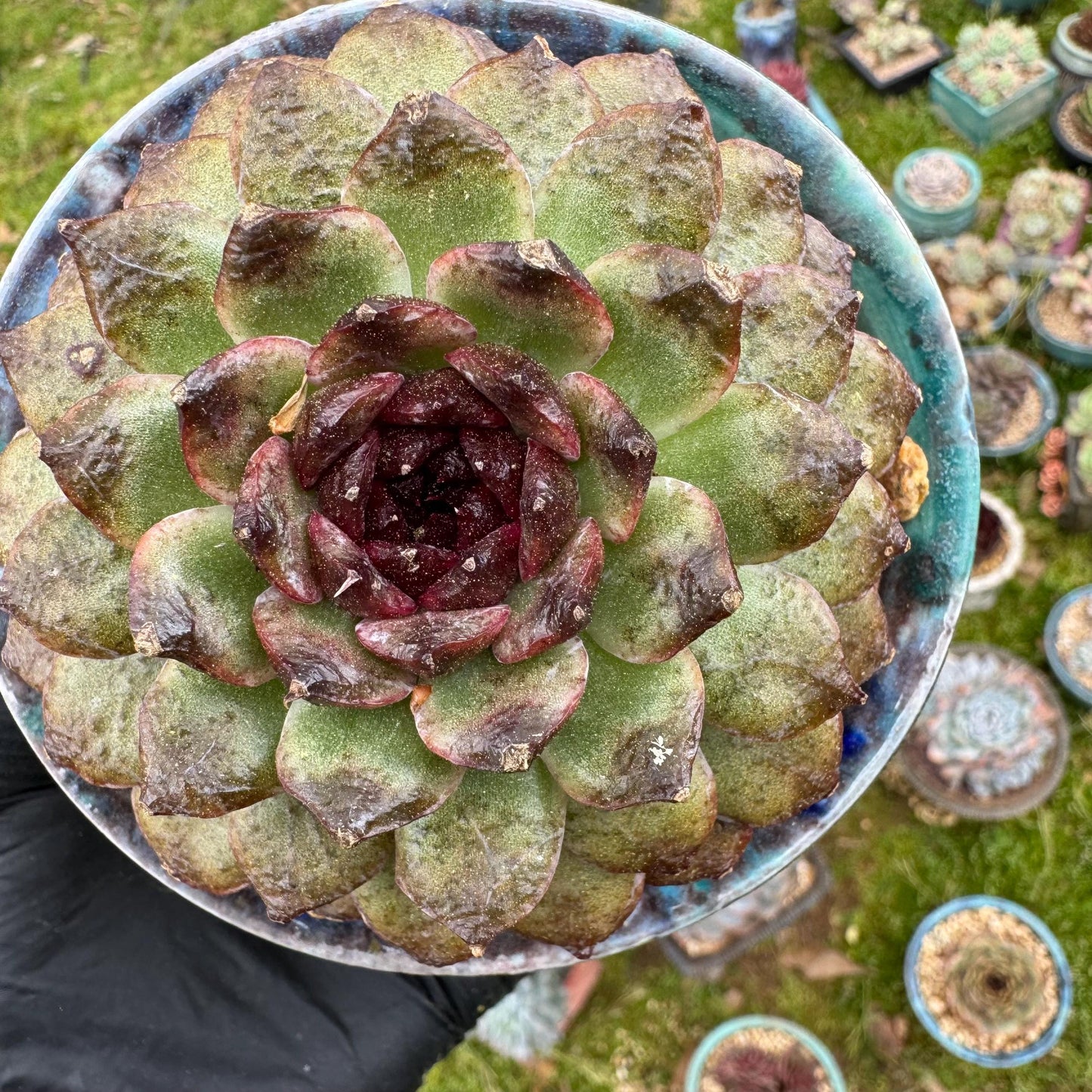 Rare succulents plants, Echeveria  'black crystal rose ', 2.9inches