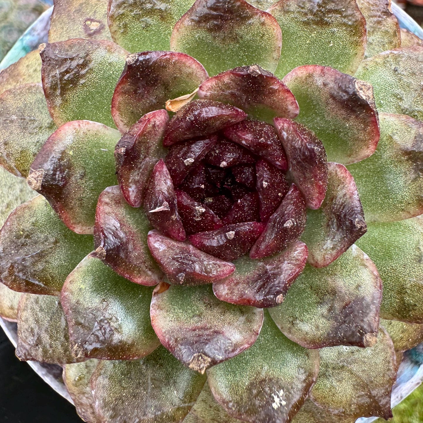 Rare succulents plants, Echeveria  'black crystal rose ', 2.9inches