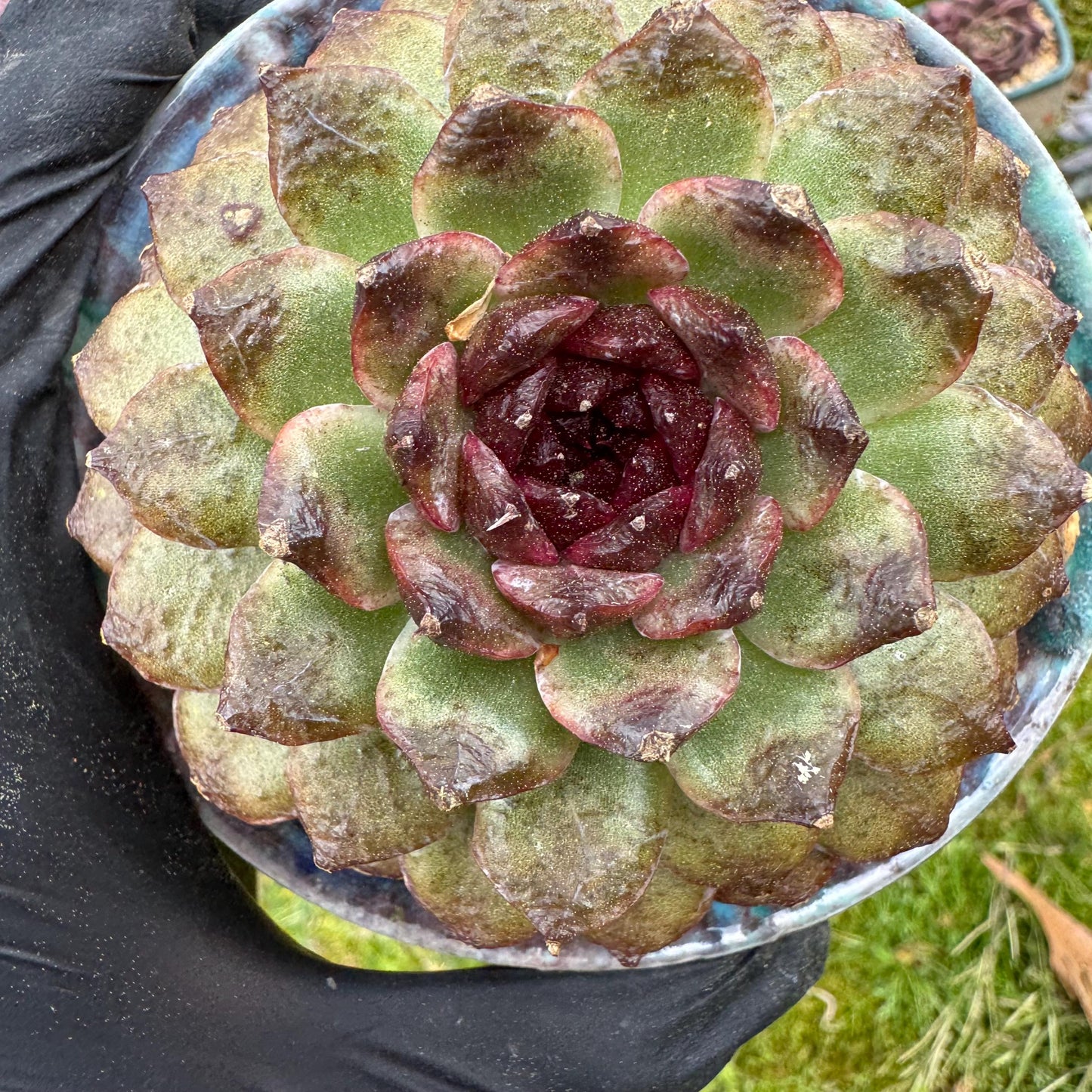 Rare succulents plants, Echeveria  'black crystal rose ', 2.9inches