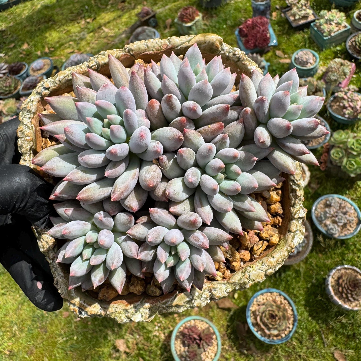Rare succulents plants, Pachyveria' Angel's Finger' cluster, 4.0inches, 6heads