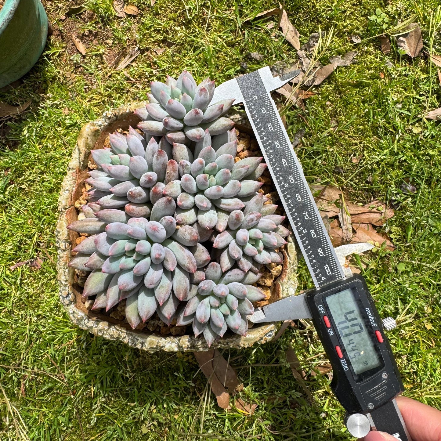 Rare succulents plants, Pachyveria' Angel's Finger' cluster, 4.0inches, 6heads