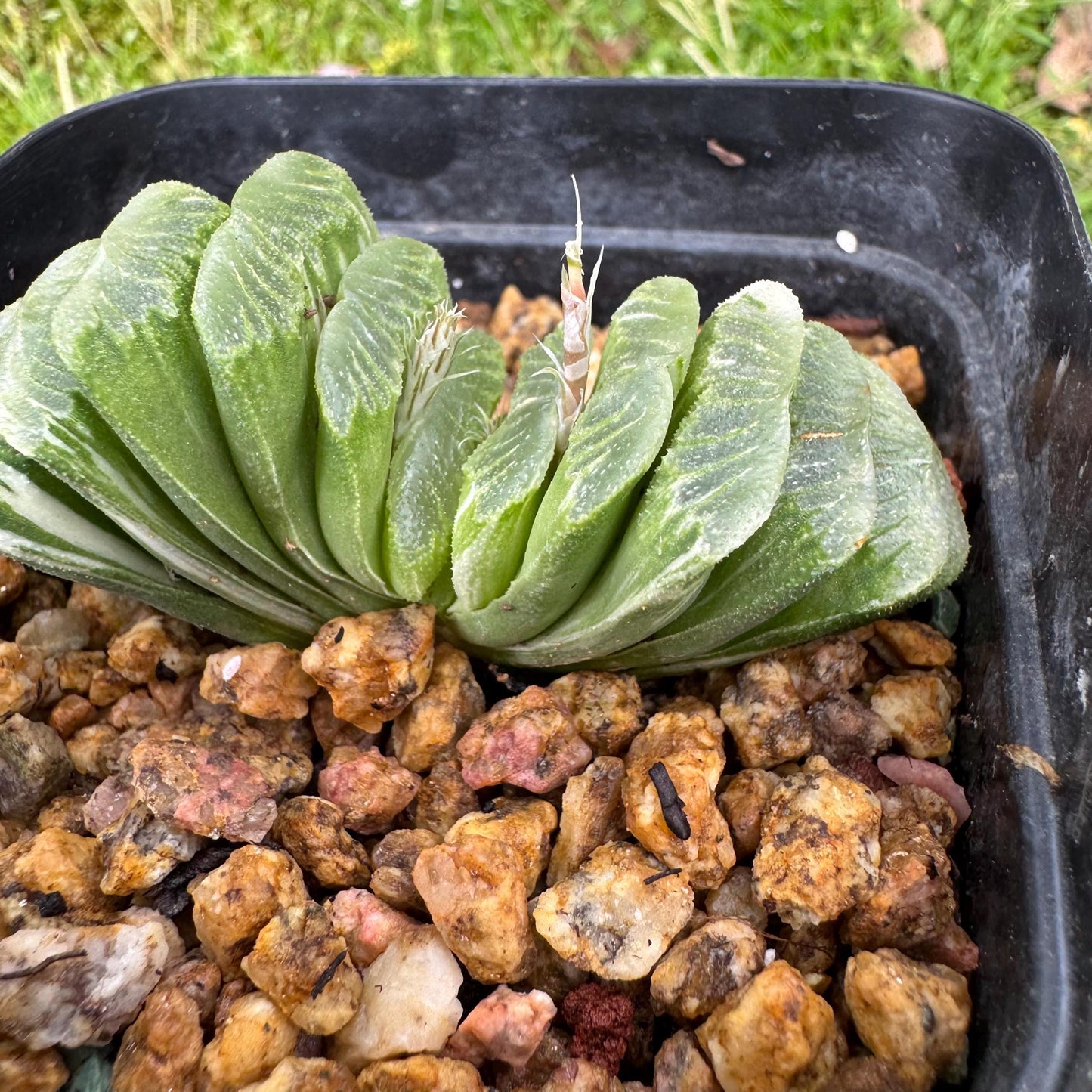 Haworthia’ truncata vaeiegata’ , length 2.5inches