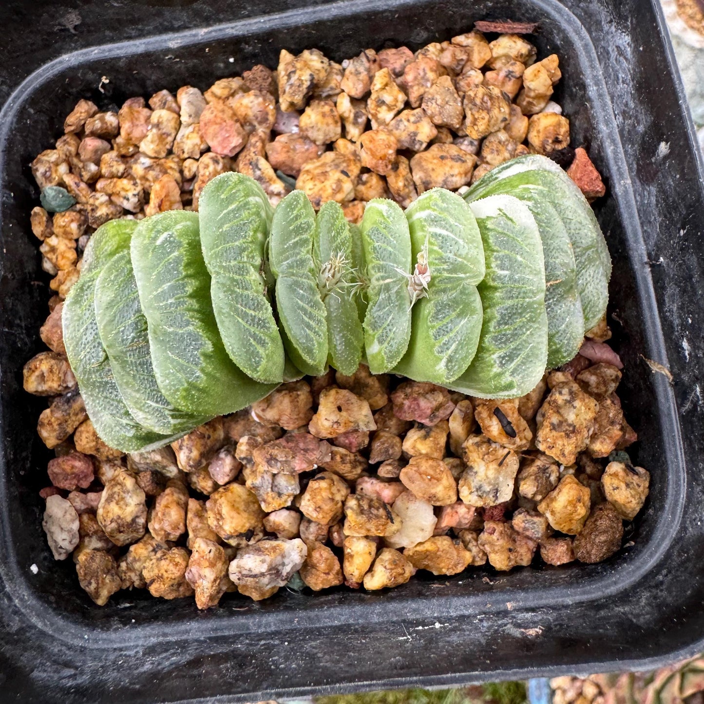 Haworthia’ truncata vaeiegata’ , length 2.5inches