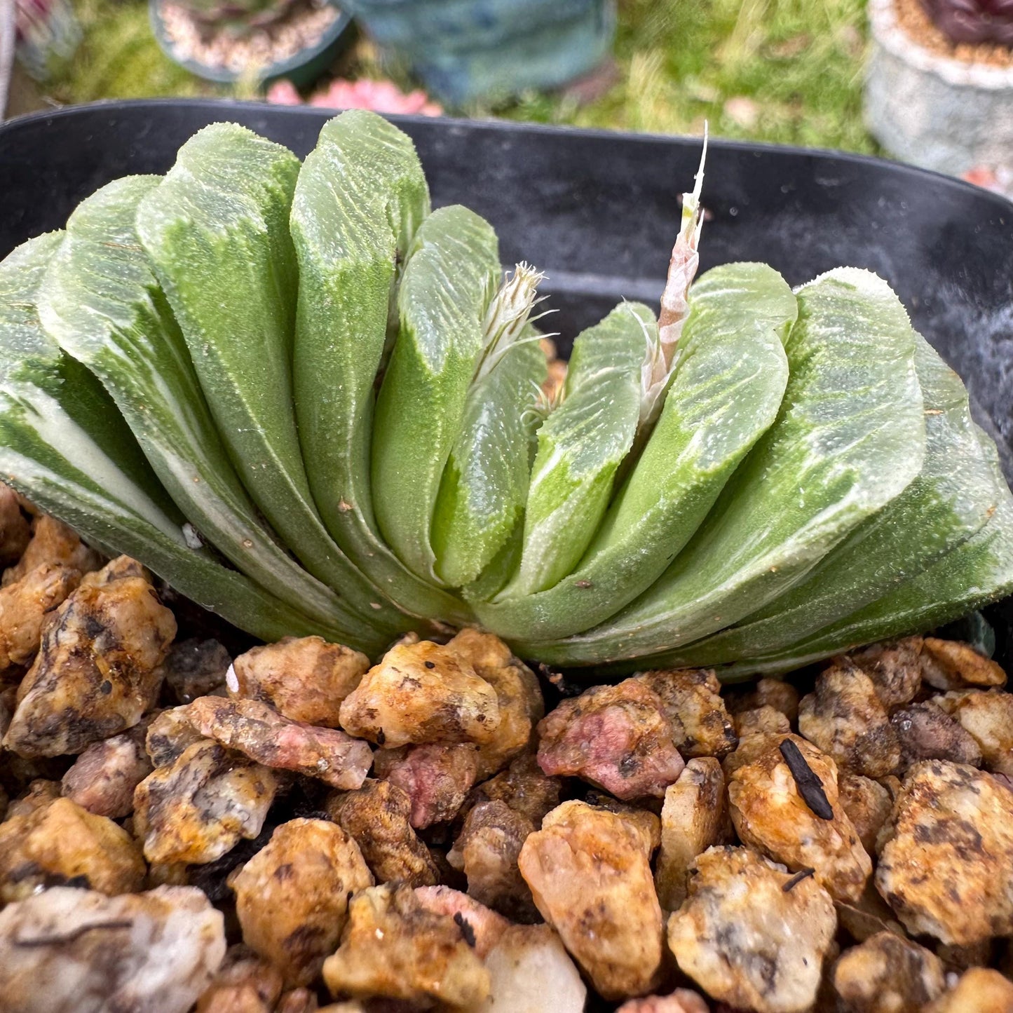Haworthia’ truncata vaeiegata’ , length 2.5inches