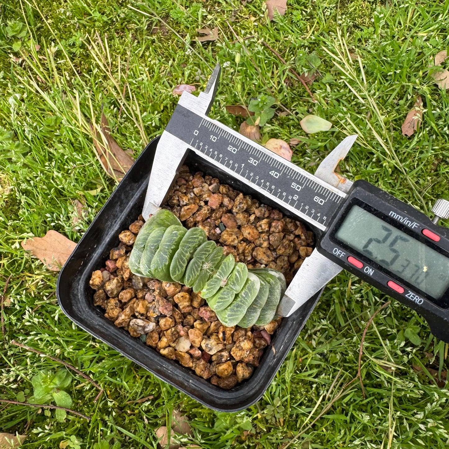 Haworthia’ truncata vaeiegata’ , length 2.5inches