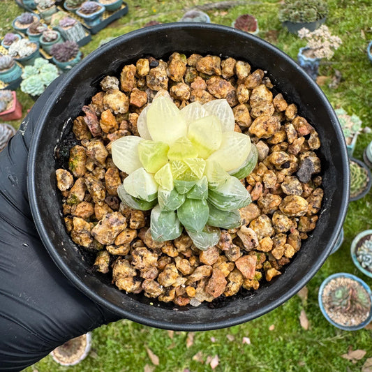 Haworthia' Cooperi  Variegated'cluster, 1.9inches