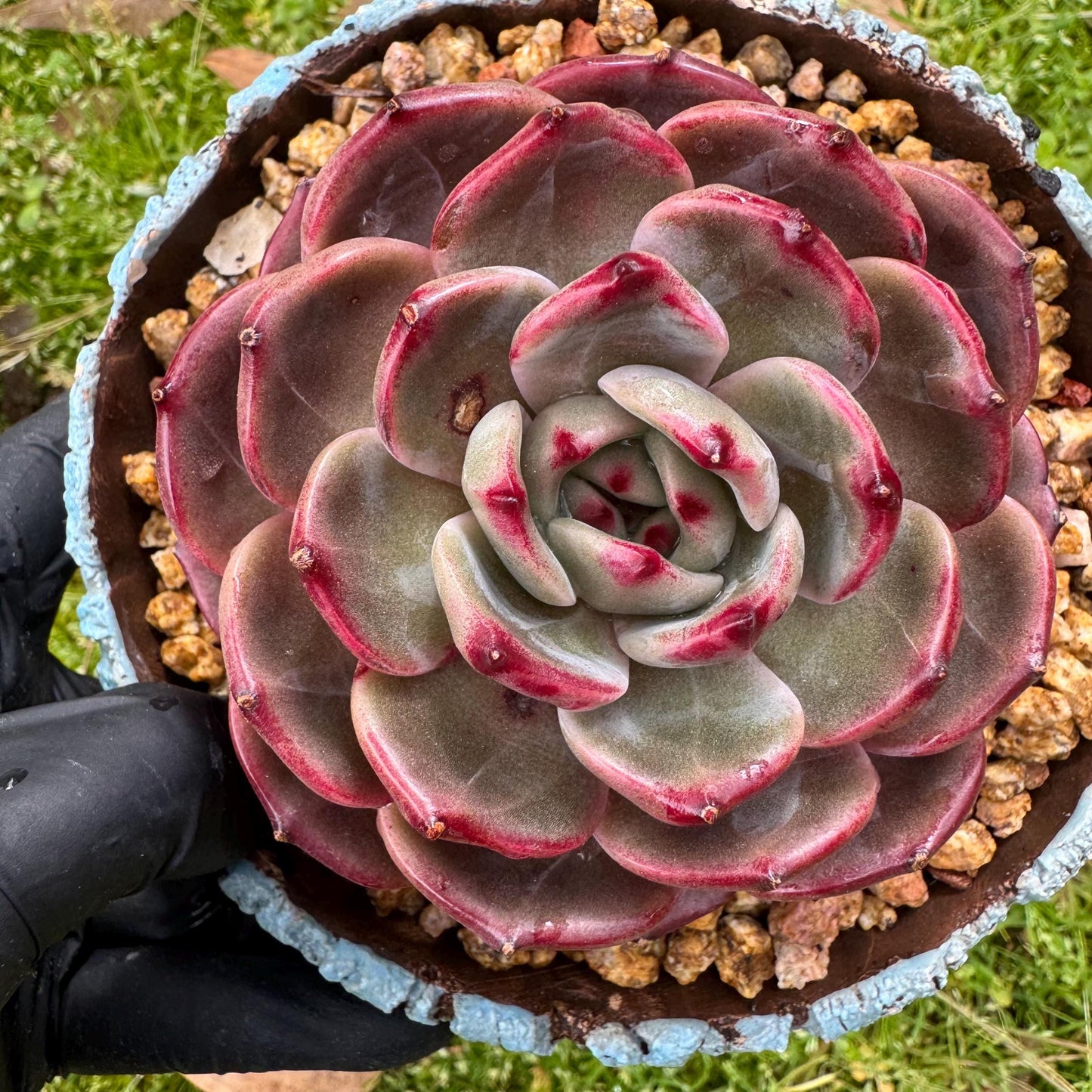 Rare succulents plants, Echeveria 'Daredevil', (a little scar on a leaf) single head, 3.3inches