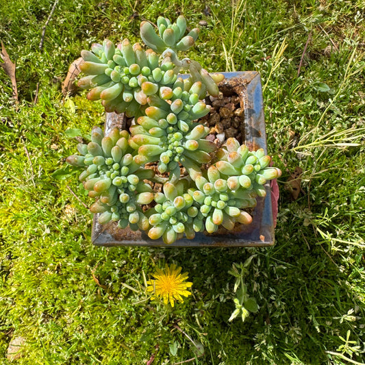 Rare succulents , Sedum 'pachyphyllum Rose' crest cluster, 3.2inches
