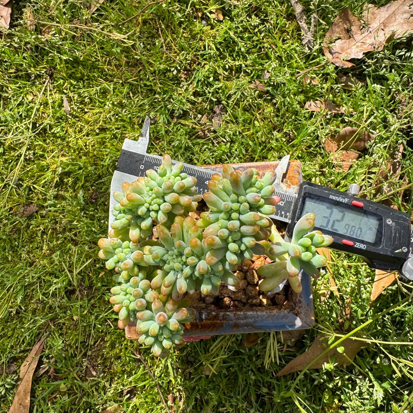 Rare succulents , Sedum 'pachyphyllum Rose' crest cluster, 3.2inches