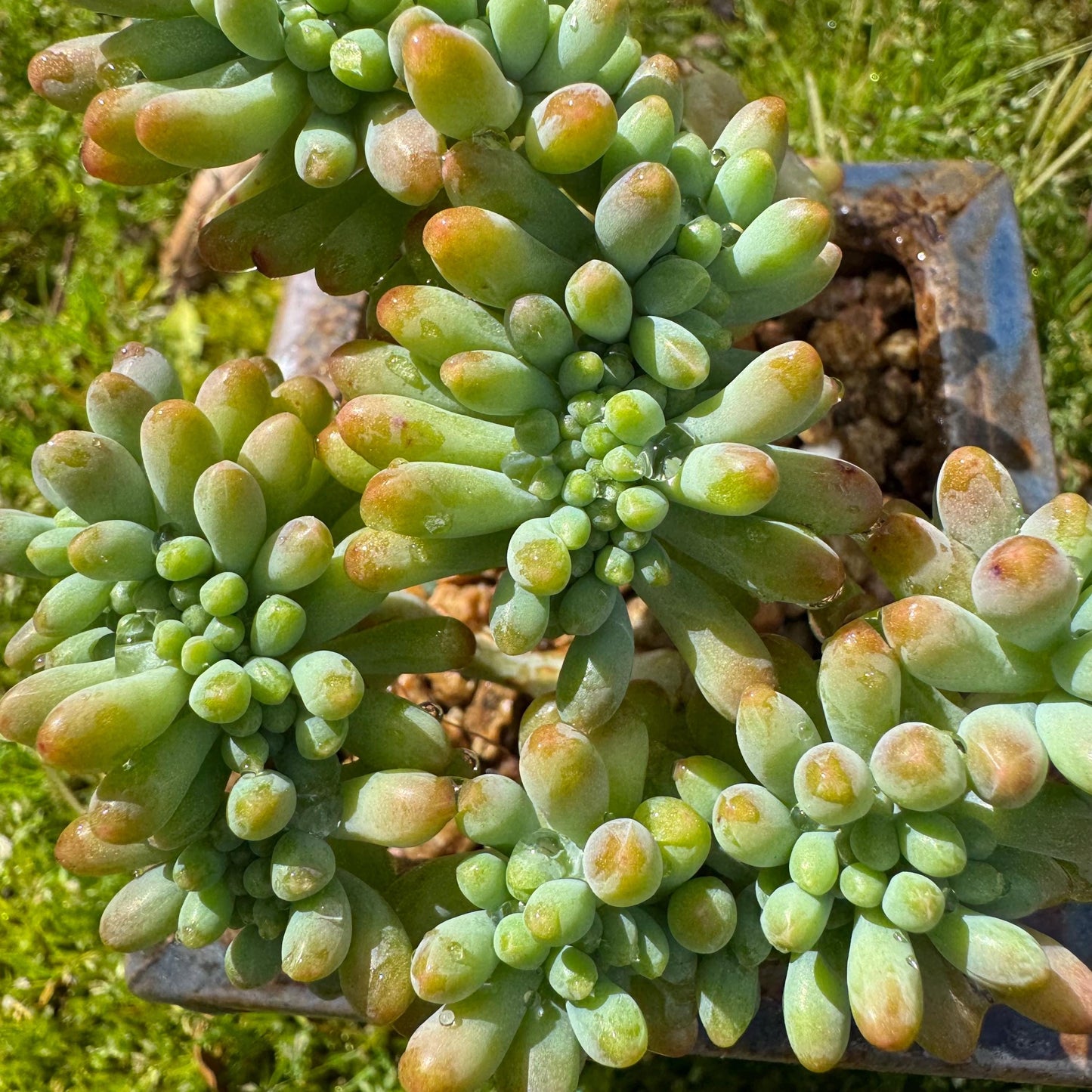 Rare succulents , Sedum 'pachyphyllum Rose' crest cluster, 3.2inches