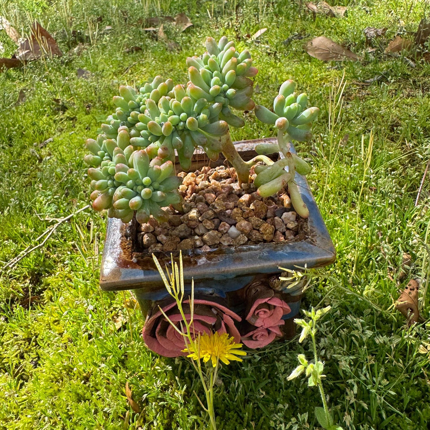Rare succulents , Sedum 'pachyphyllum Rose' crest cluster, 3.2inches
