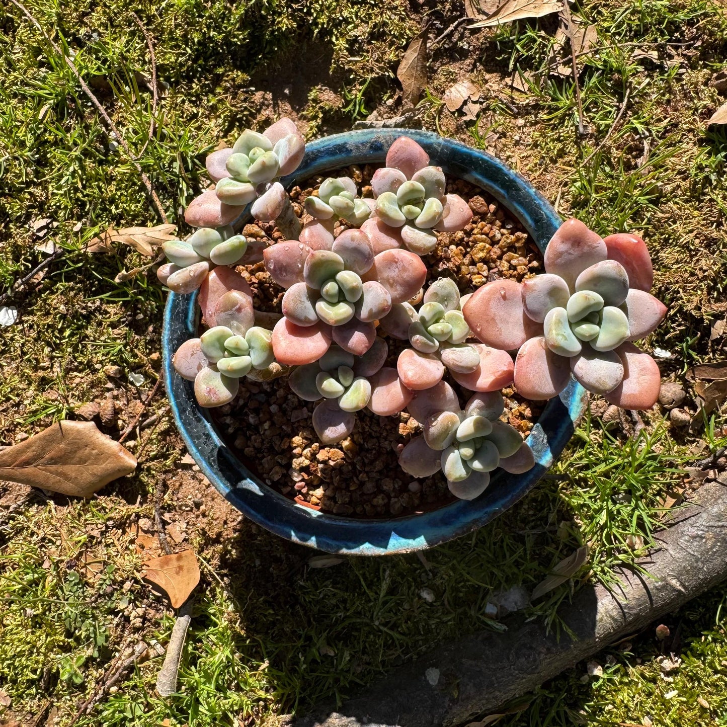 Graptosedum 'red miul '  cluster, nice color, 4.2inches ,  bare Root, , Imported Rare Succulent