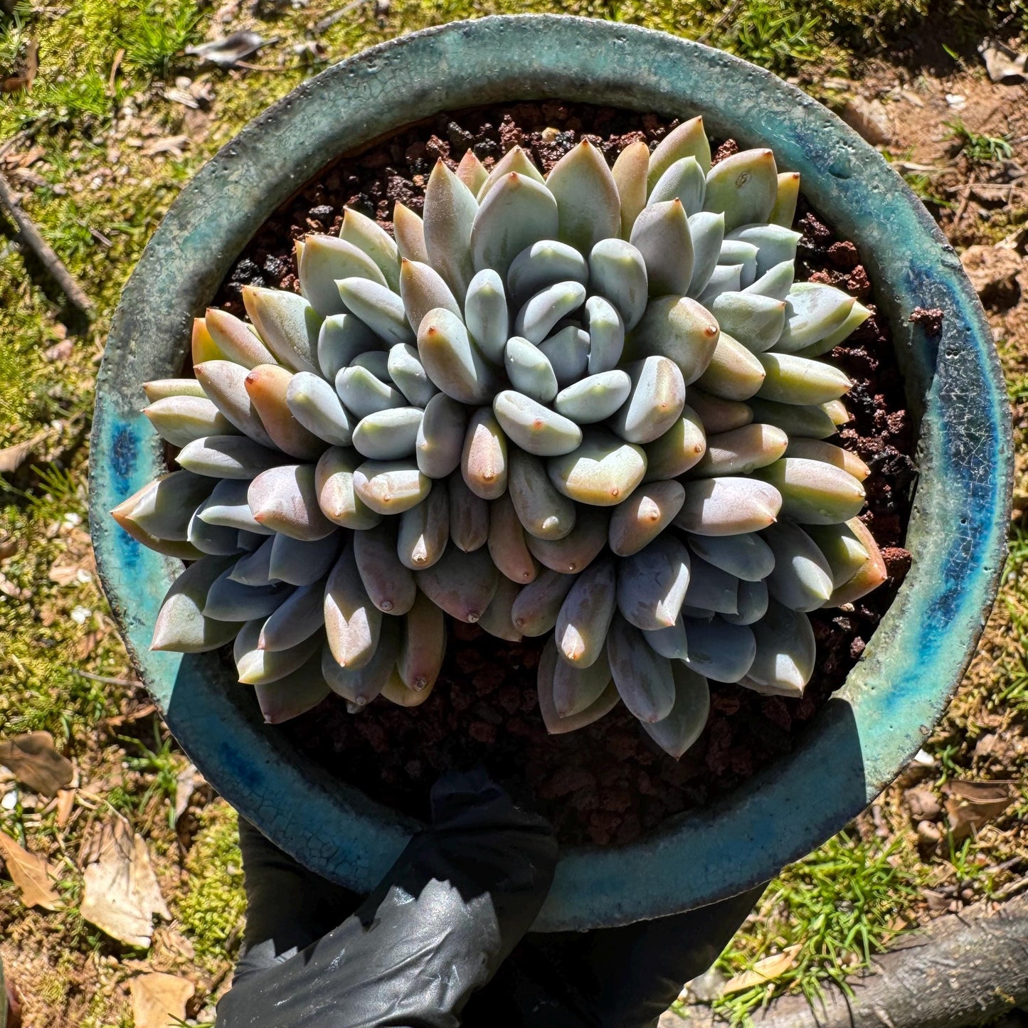 Echeveria 'Red ivory crest  cluster ', 4.2inches, 5heads, nice color , Bare Root, Imported Rare Succulent